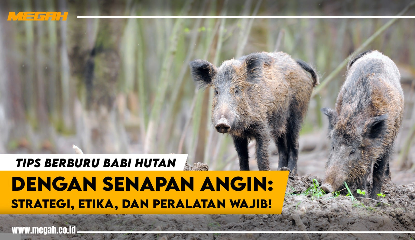 Tips Berburu Babi Hutan dengan Senapan Angin: Strategi, Etika, dan Peralatan Wajib!